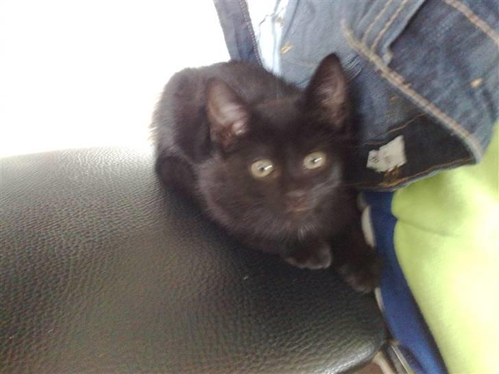 Huskat Emil (RIP den 9/1-10) billede 5