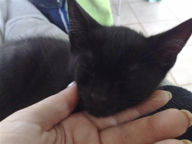 Huskat Emil (RIP den 9/1-10) billede 6