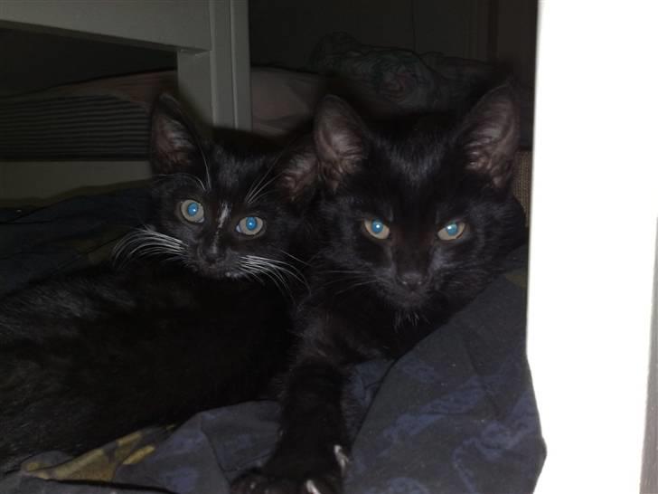 Huskat Emil (RIP den 9/1-10) billede 7