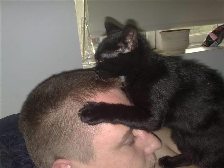 Huskat Emil (RIP den 9/1-10) billede 8