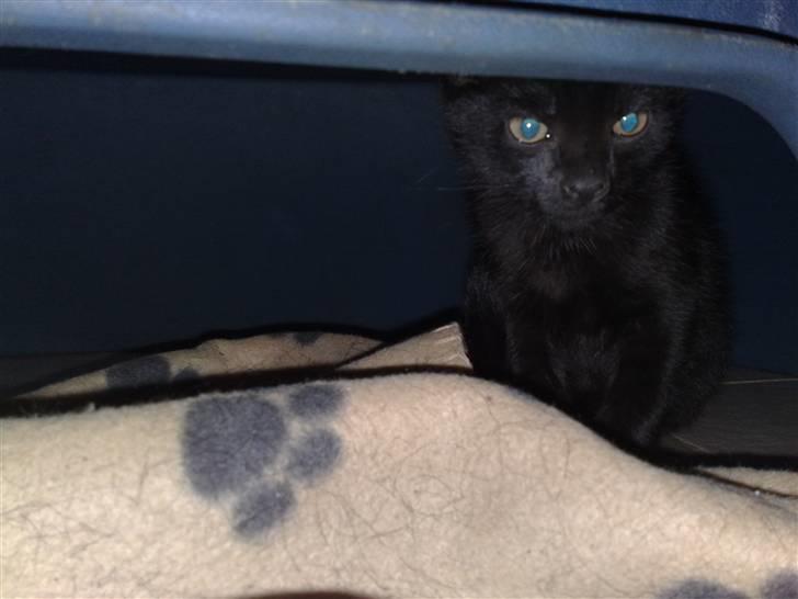 Huskat Emil (RIP den 9/1-10) billede 9