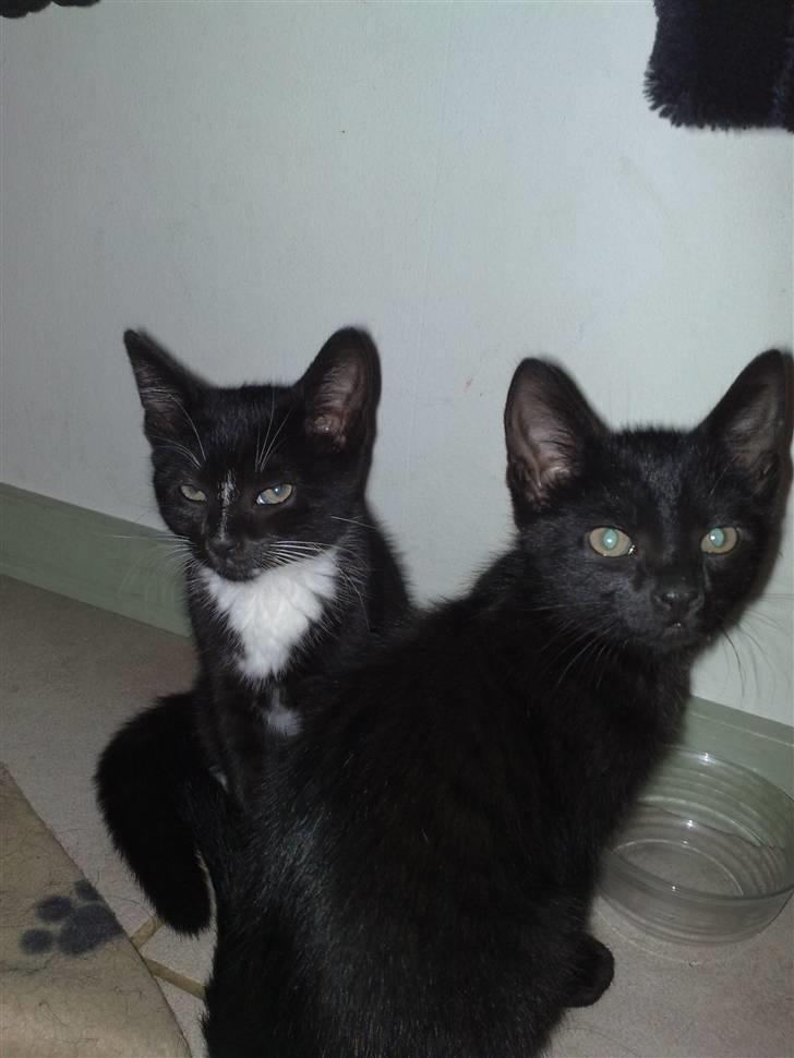 Huskat Emil (RIP den 9/1-10) billede 10