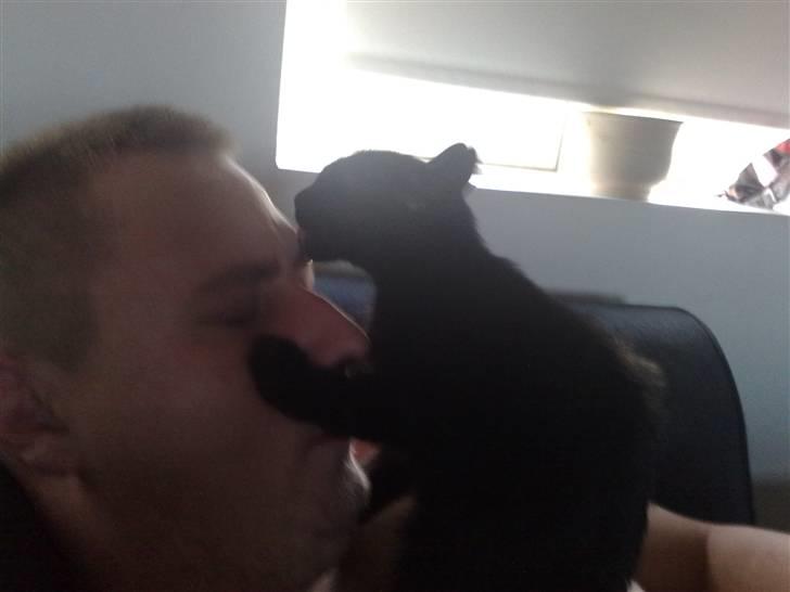 Huskat Emil (RIP den 9/1-10) billede 11