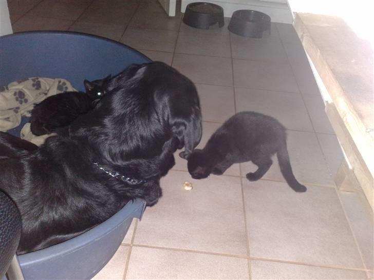 Huskat Emil (RIP den 9/1-10) billede 12