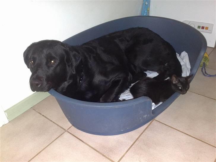 Huskat Emil (RIP den 9/1-10) billede 13