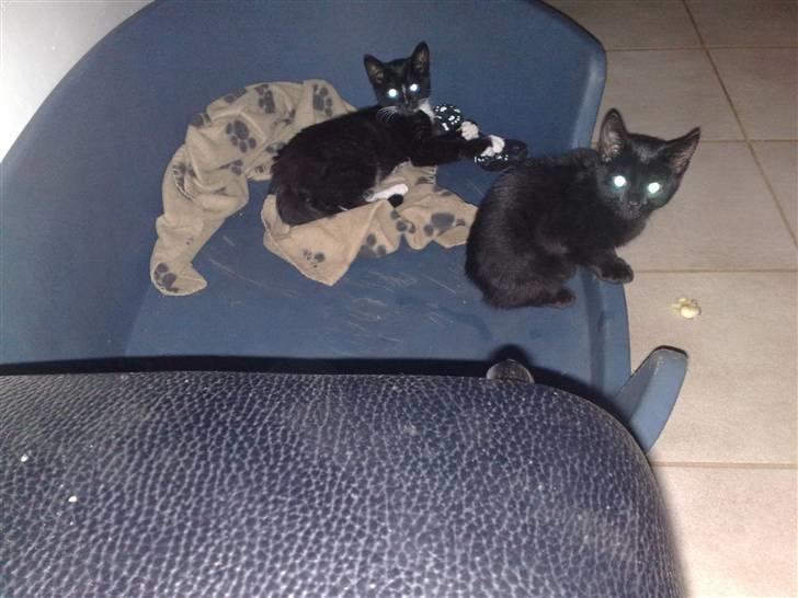 Huskat Emil (RIP den 9/1-10) billede 14