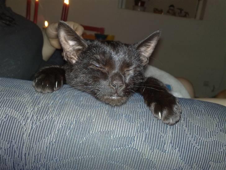 Huskat Emil (RIP den 9/1-10) billede 15