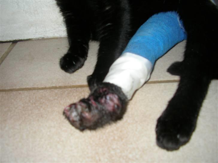 Huskat Emil (RIP den 9/1-10) - 1 1/2 uge efter påkørsel billede 16