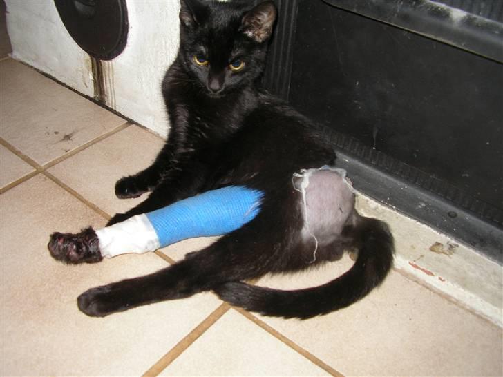 Huskat Emil (RIP den 9/1-10) - 1 1/2 uge efter påkørsel billede 17