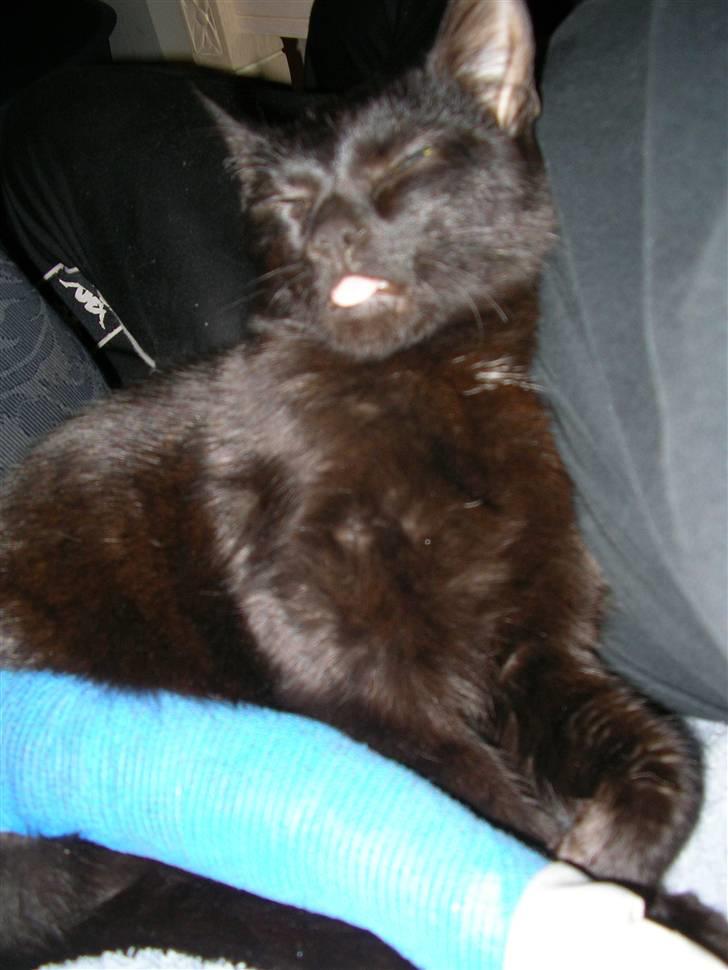 Huskat Emil (RIP den 9/1-10) billede 18