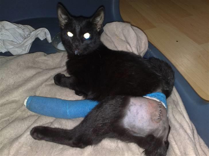 Huskat Emil (RIP den 9/1-10) - den 22 december 09. Dagen efter påkørsel billede 19