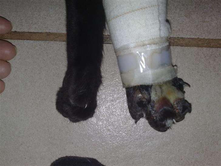 Huskat Emil (RIP den 9/1-10) - den 7 jan. 2 dage før Emil desværre må aflives pga koldbrand;´o(( billede 20