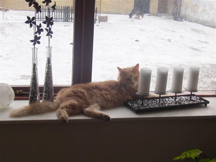 Maine Coon Dreamer (solgt) billede 20