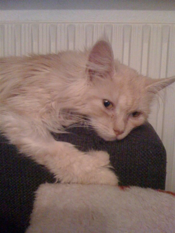 Blanding af racer Bella (P)  billede 10