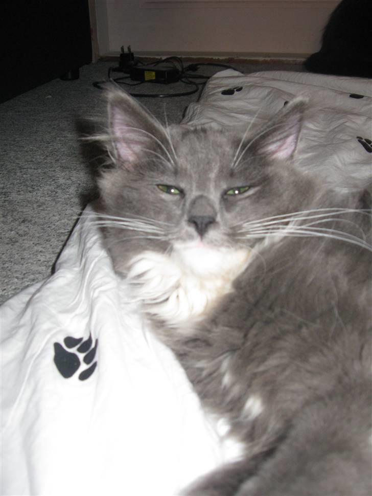 Norsk Skovkat bamseline billede 8