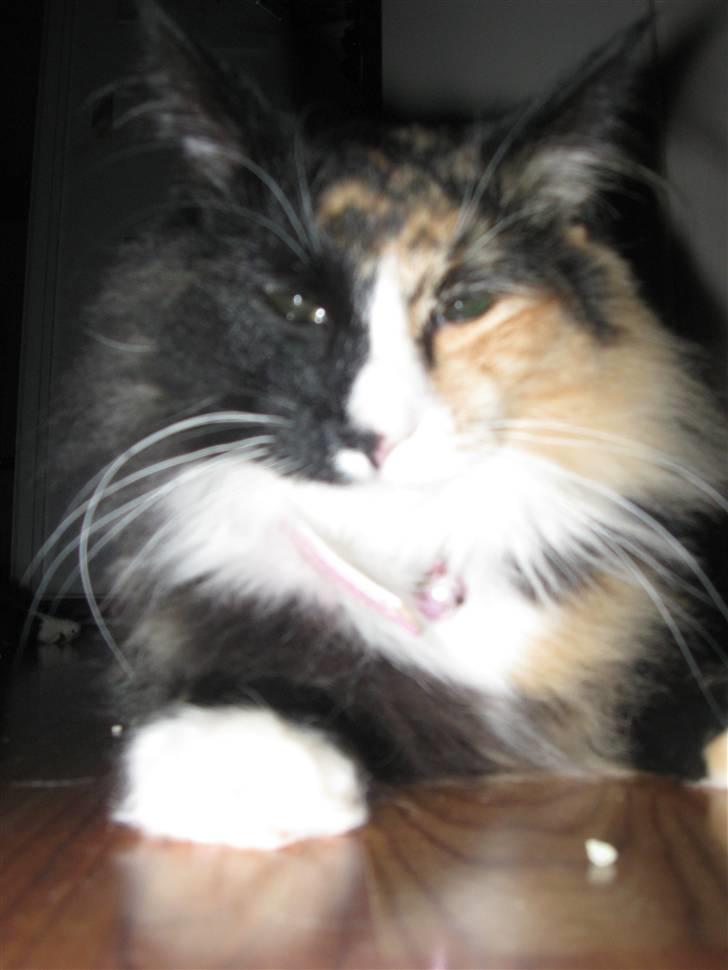 Norsk Skovkat trunte billede 11