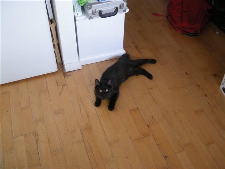 Maine Coon oliver billede 1