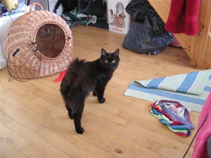 Maine Coon oliver billede 2