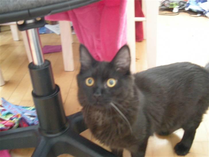 Maine Coon oliver billede 3