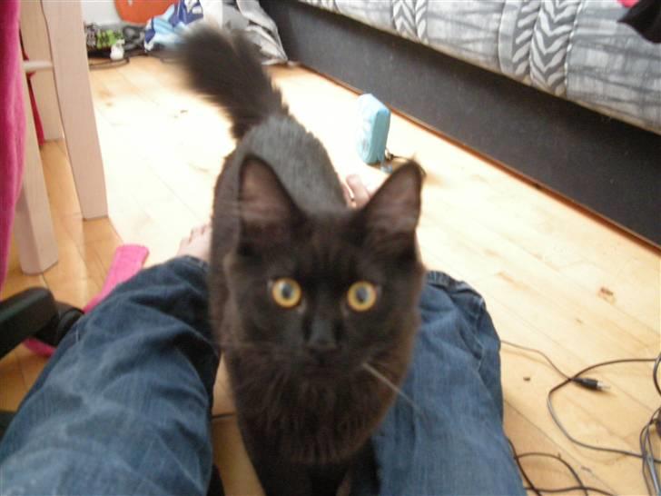 Maine Coon oliver billede 4