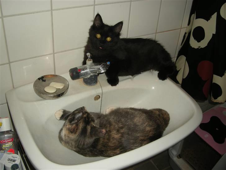 Maine Coon oliver billede 5