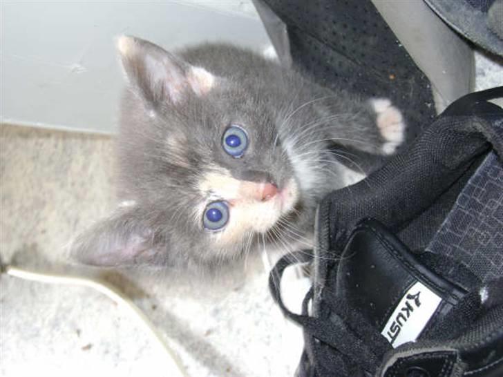 Blanding af racer freja billede 1