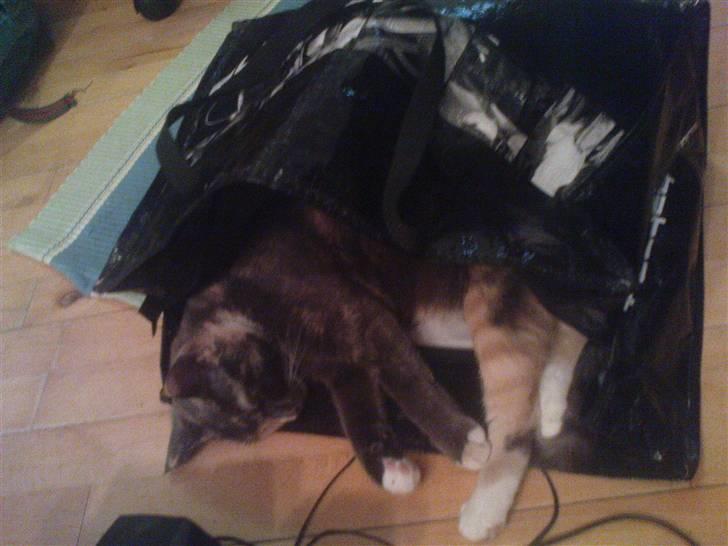 Blanding af racer freja billede 2