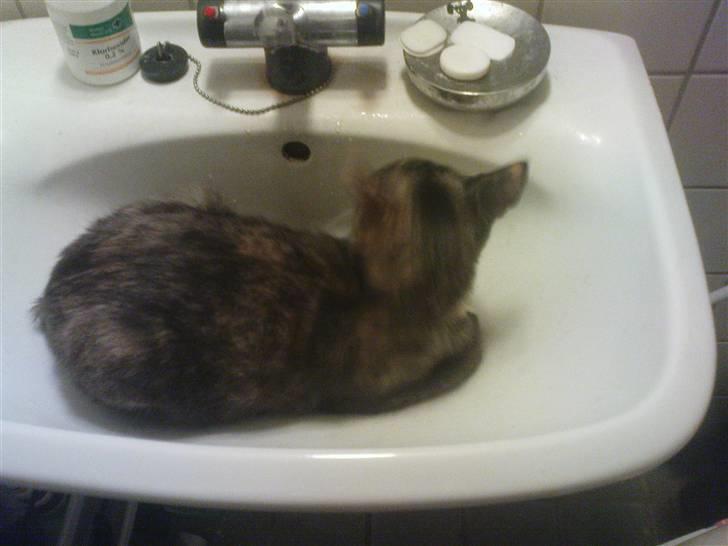 Blanding af racer freja billede 3