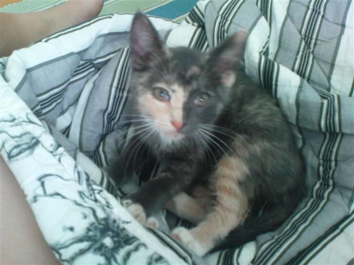 Blanding af racer freja billede 4