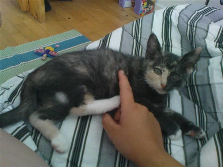 Blanding af racer freja billede 5