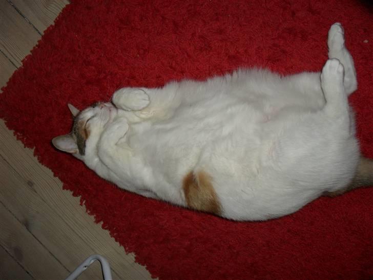 Huskat Sasha Dupont billede 8