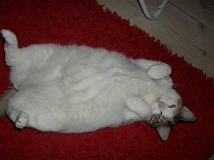 Huskat Sasha Dupont billede 9