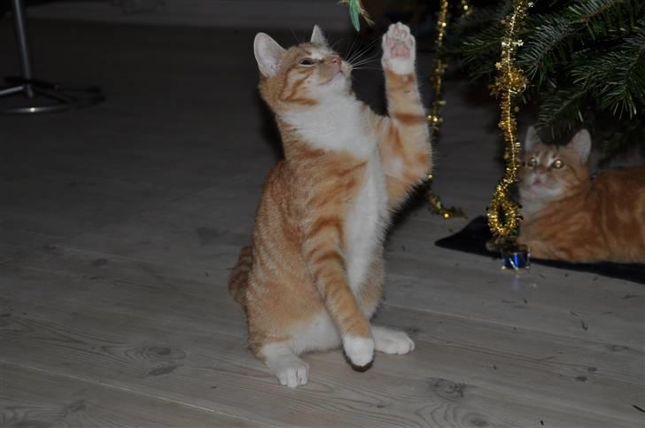 Huskat Taizan billede 12