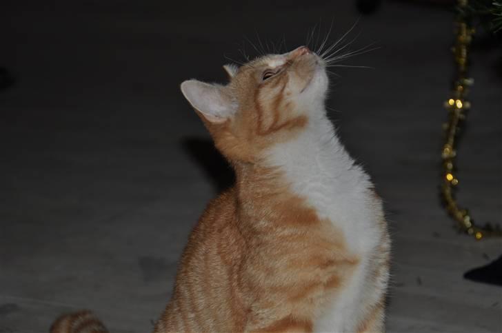 Huskat Taizan billede 13