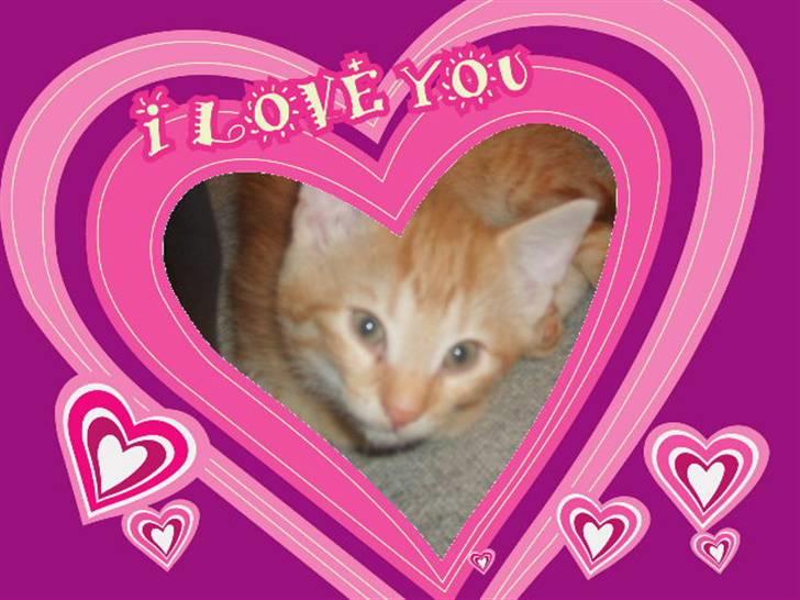 Huskat Junior Solgt - velkomme til Juniors profil billede 1