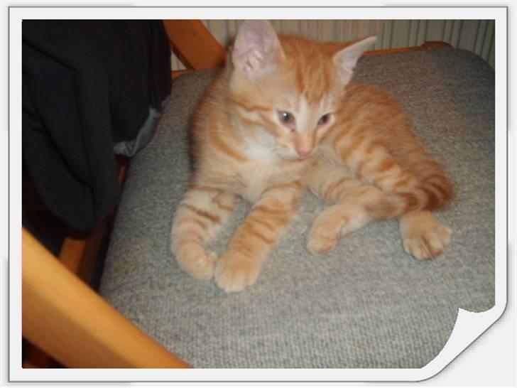 Huskat Junior Solgt - Her jeg  billede 2