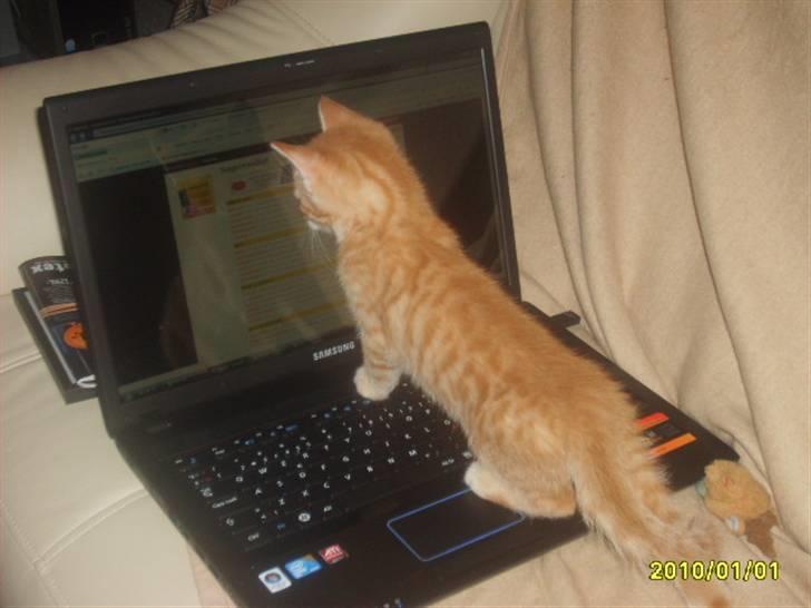 Huskat Junior Solgt - Jeg se lige på pc billede 3