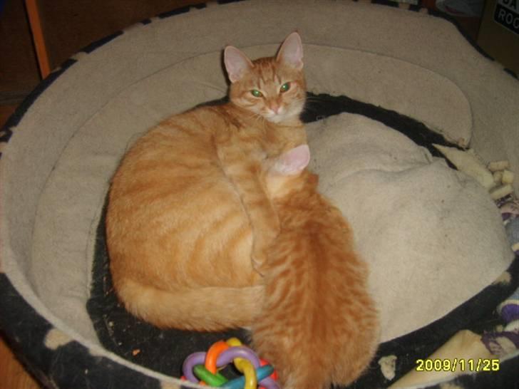 Huskat Junior Solgt - Her lægge jeg sammen med min mor... billede 4