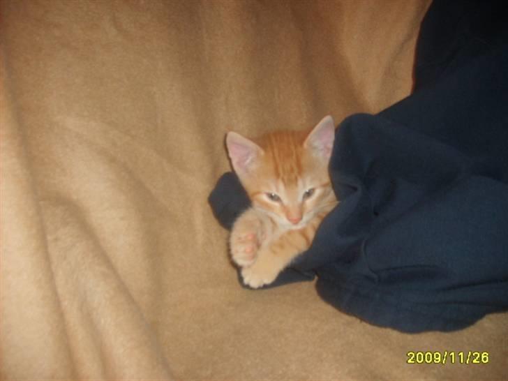 Huskat Junior Solgt - Jeg skal lige have varm billede 5