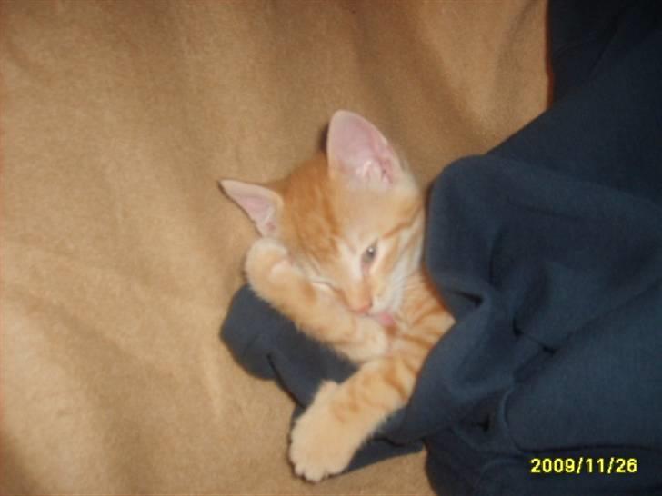 Huskat Junior Solgt - Jeg skal lige vaske billede 6