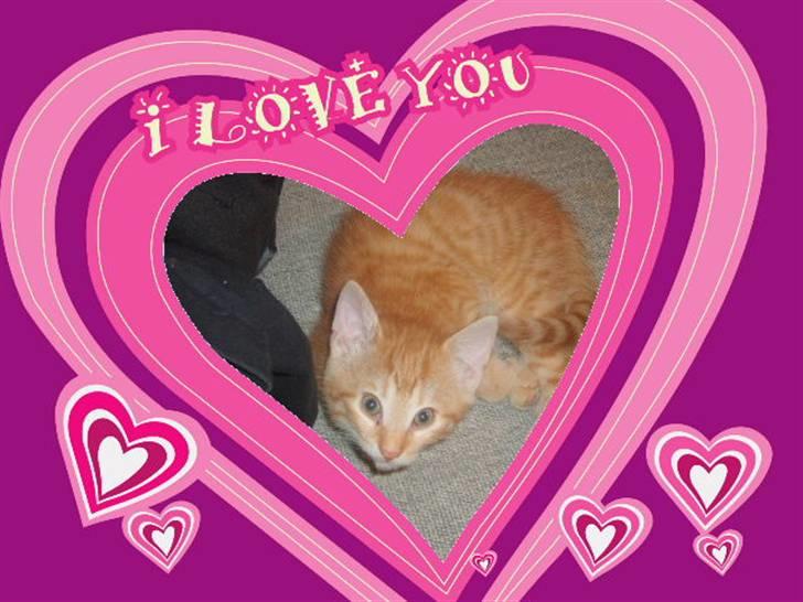 Huskat Junior Solgt - Mig igen billede 7