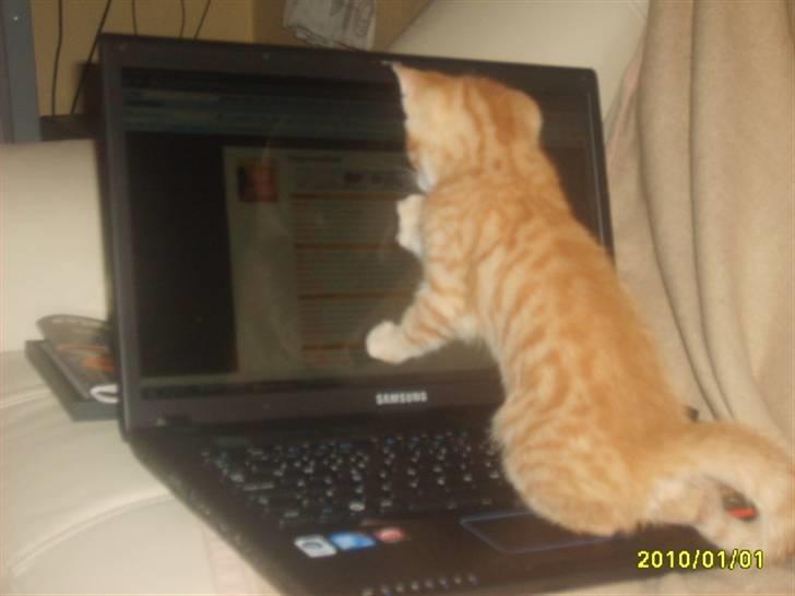 Huskat Junior Solgt - så spille jeg lige på pc billede 8