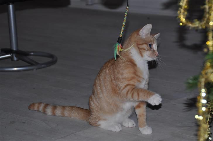 Huskat Taizan billede 14