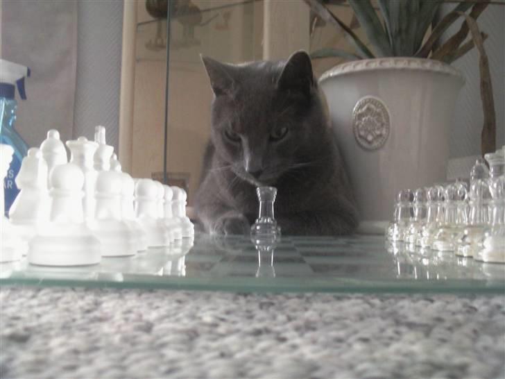 Blanding af racer Speedy - hvilket trækt er skal jeg tage  billede 1