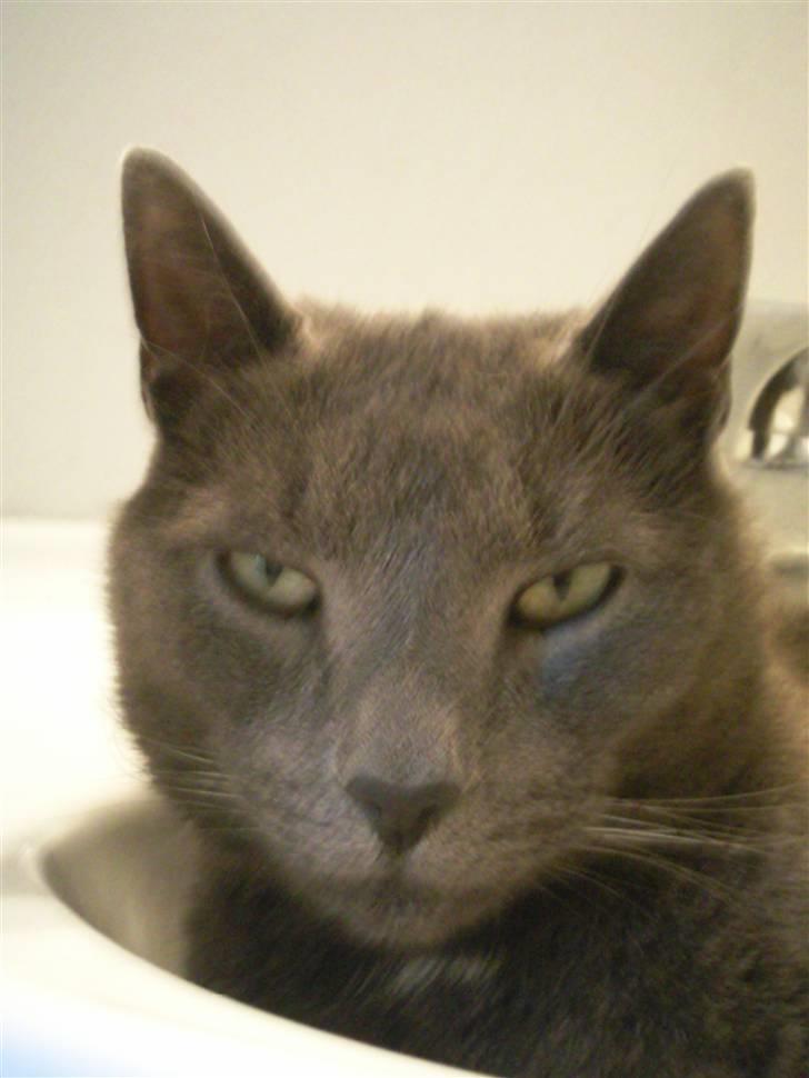 Blanding af racer Speedy billede 2