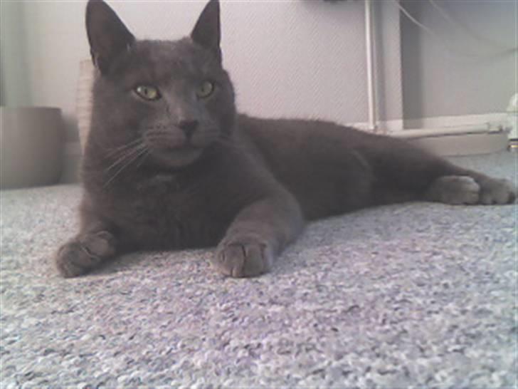 Blanding af racer Speedy billede 5