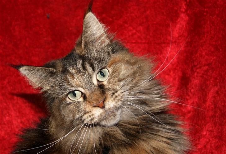 Maine Coon DK's bright Magdalena billede 2