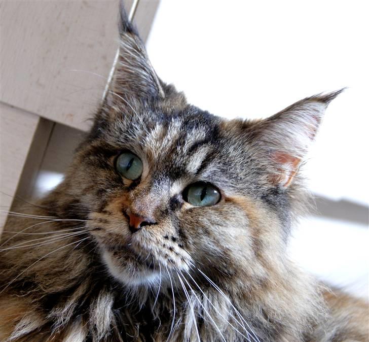 Maine Coon DK's bright Magdalena billede 3