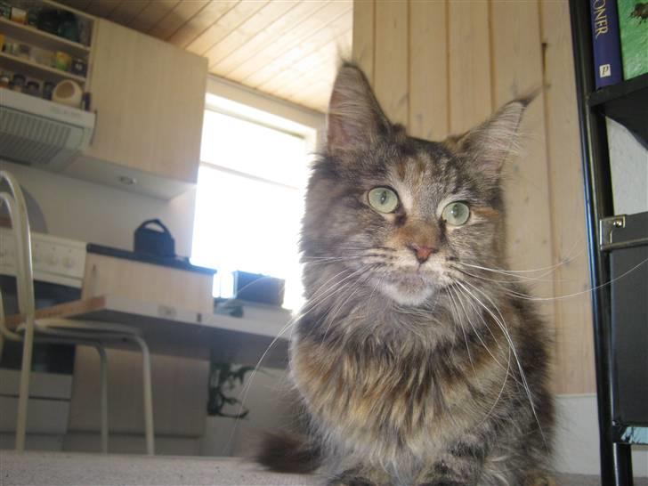 Maine Coon DK's bright Magdalena billede 4