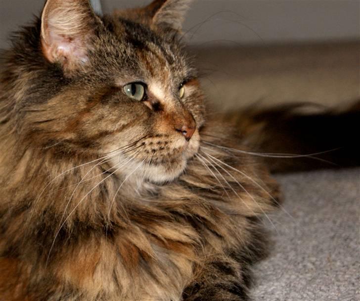 Maine Coon DK's bright Magdalena billede 5